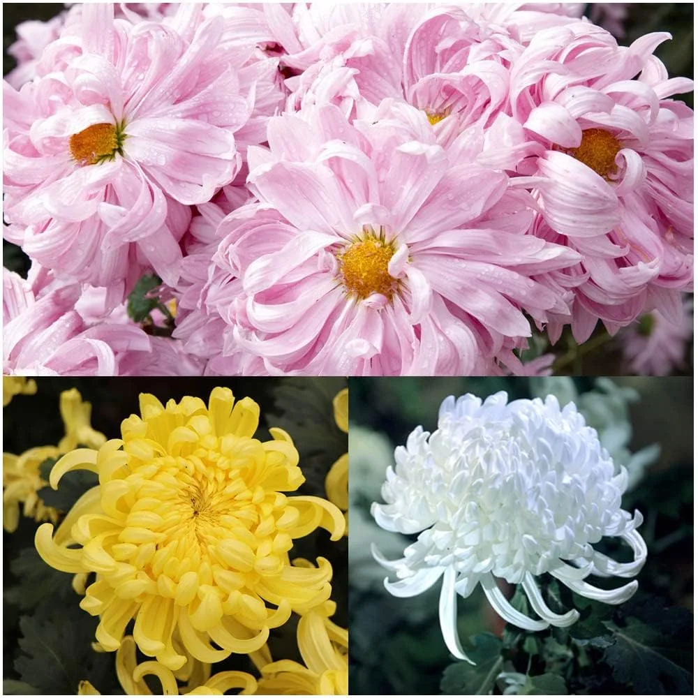 بسته 30 عددی بذر گل داوودی مخلوط گیاهان چند ساله برای کاشت در باغ فضای باز، با نگهداری آسان و مناسب برای باغبانان مبتدی، مناسب برای پرورش و ایجاد علاقه به باغبانی