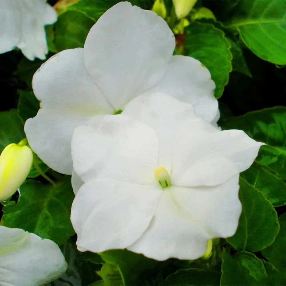 ۵۰ عدد بذر گل حنای سفید موروثی، عطر تازه و جذاب برای تزئین پاسیو داخلی منزل، مناسب برای باغبانان مبتدی، پرورش و کاشت با علاقه