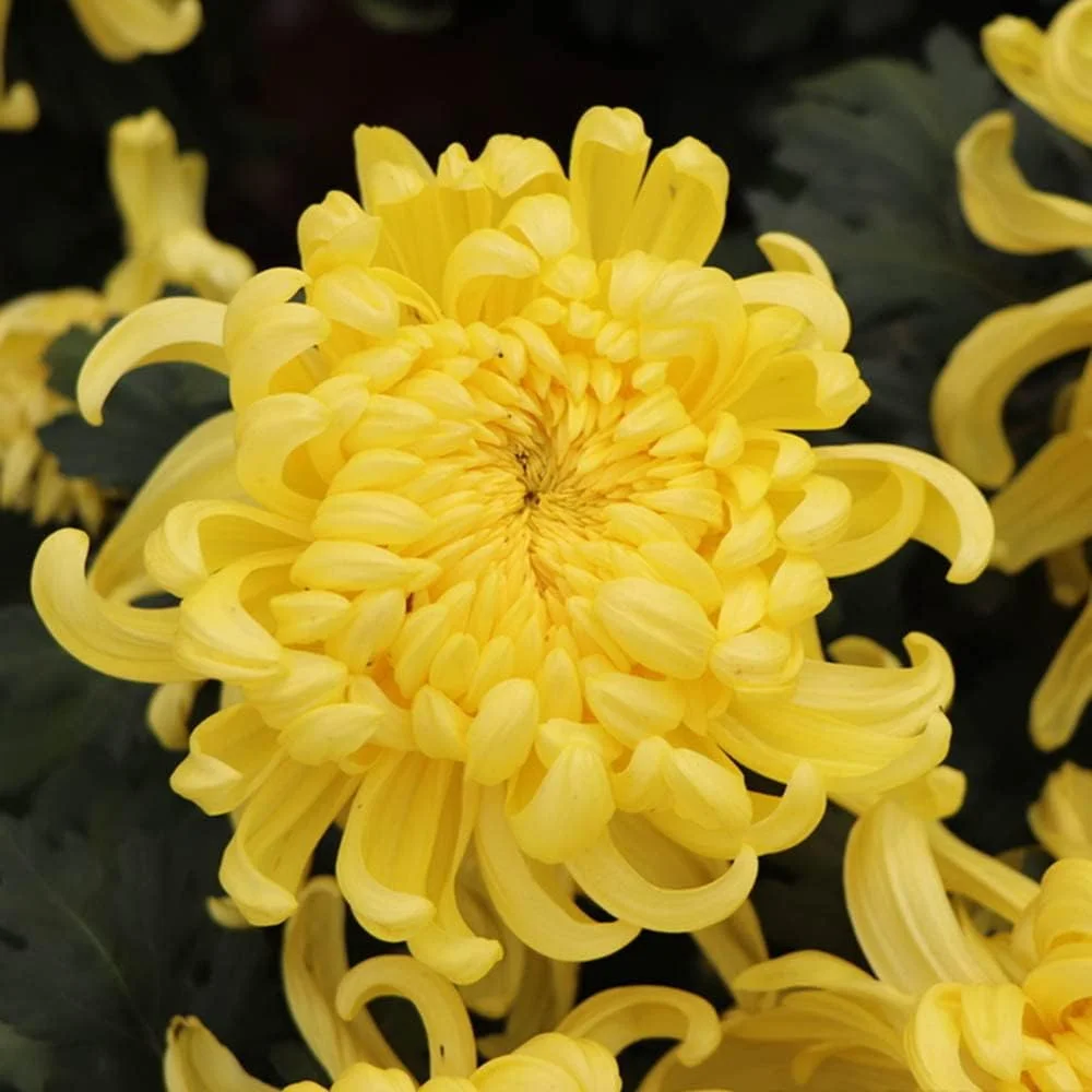 بسته 30 عددی بذر گل داوودی مخلوط گیاهان چند ساله برای کاشت در باغ فضای باز، با نگهداری آسان و مناسب برای باغبانان مبتدی، مناسب برای پرورش و ایجاد علاقه به باغبانی بسته 30 عددی بذر گل داوودی مخلوط گیاهان چند ساله برای کاشت در باغ فضای باز، با نگهداری آسان و مناسب برای باغبانان مبتدی، مناسب برای پرورش و ایجاد علاقه به باغبانی