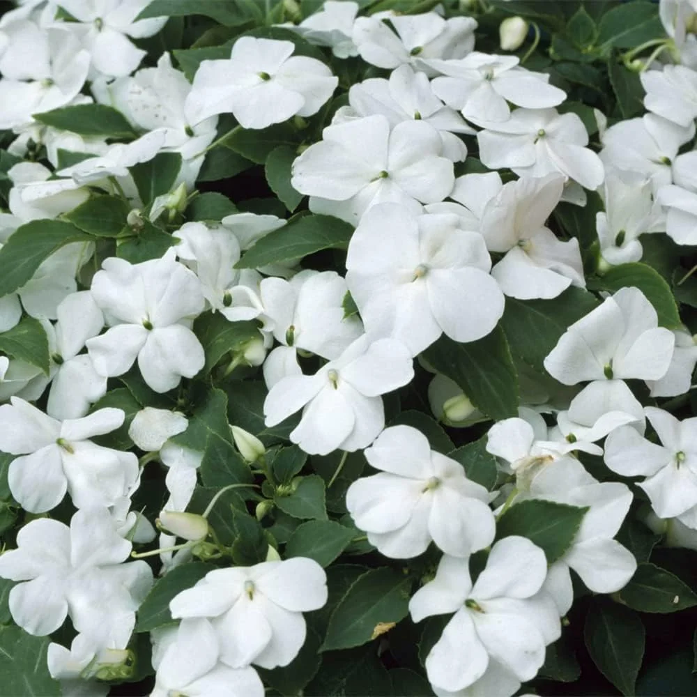 ۵۰ عدد بذر گل حنای سفید موروثی، عطر تازه و جذاب برای تزئین پاسیو داخلی منزل، مناسب برای باغبانان مبتدی، پرورش و کاشت با علاقه