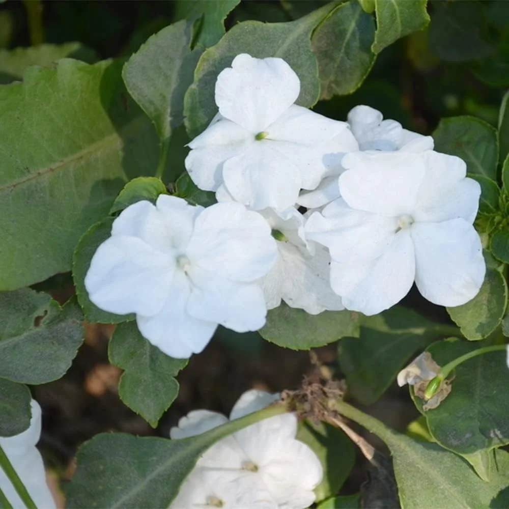 ۵۰ عدد بذر گل حنای سفید موروثی، عطر تازه و جذاب برای تزئین پاسیو داخلی منزل، مناسب برای باغبانان مبتدی، پرورش و کاشت با علاقه