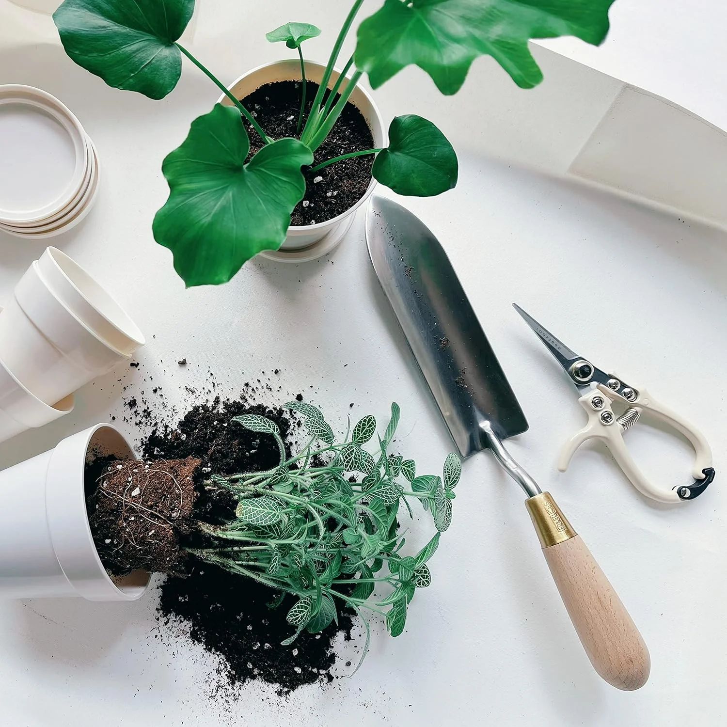 قیچی باغبانی LOOPSEED، قیچی هرس گیاهان، قیچی دستی دقیق، قیچی گیاهان دارویی، قیچی گل، قیچی بونسای، تیغه تیز مستقیم، نوک باریک، دسته ارگونومیک، ابزار باغبانی (کرم کلاسیک)