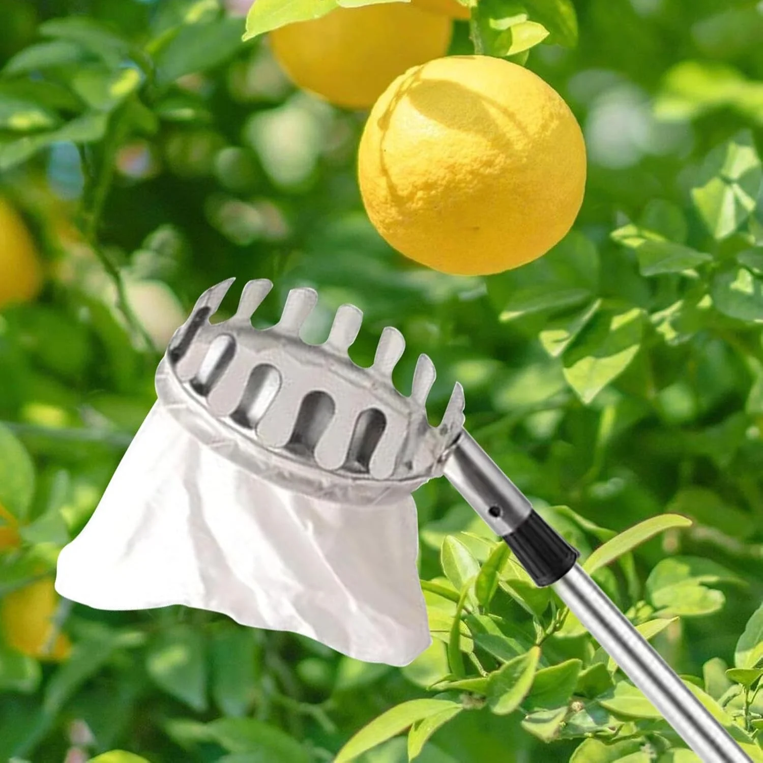 ابزار چیدن میوه از درخت، میوه چین با دسته تلسکوپی - تجهیزات سبک وزن با طراحی حرفه ای برای برداشت محصول در مزارع کشاورزی، باغ و منزل