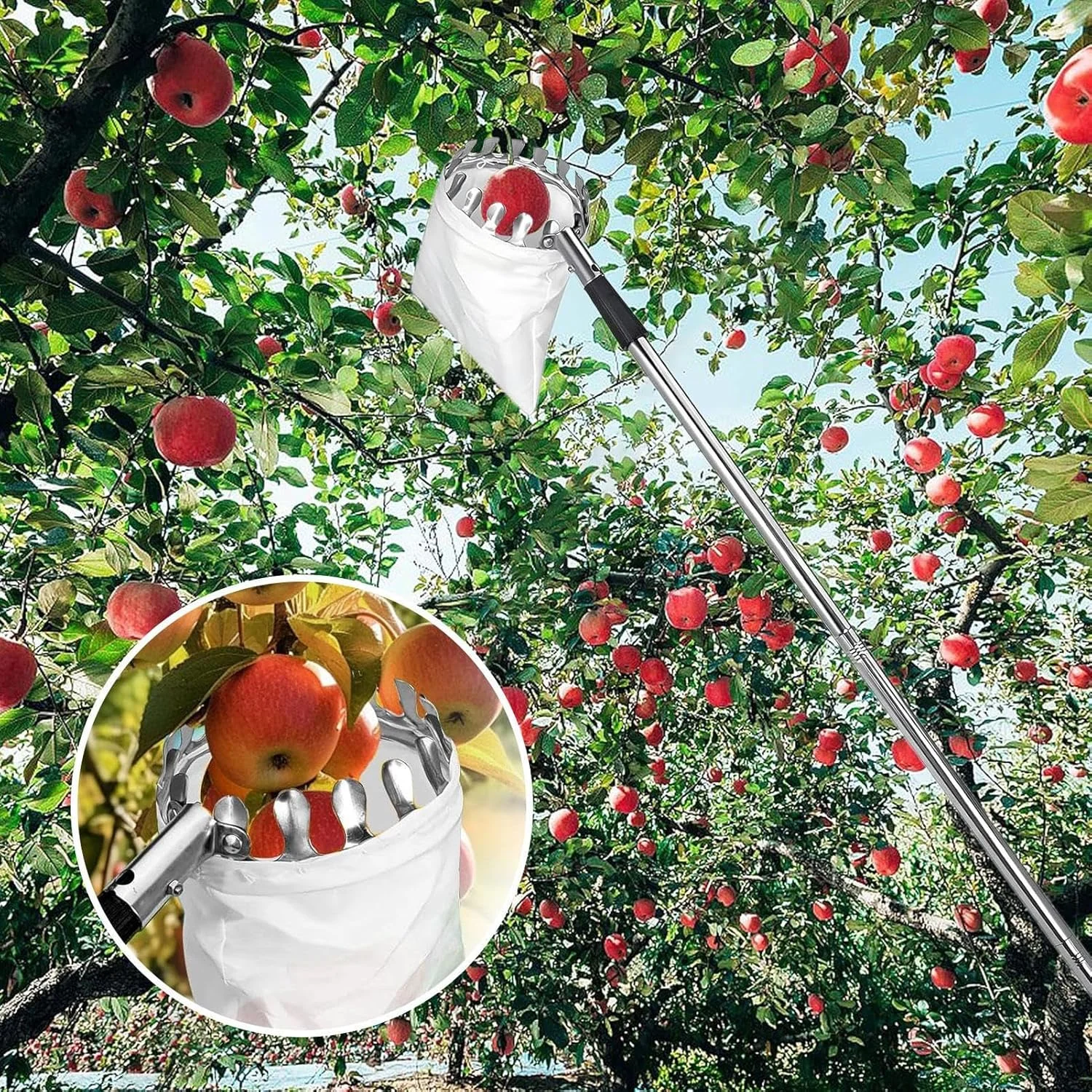 چیدن لیمو از درخت، میوه چین قابل حمل با دسته تلسکوپی - ابزار گیره ای ضد زنگ از جنس استیل ضد زنگ با طراحی قابل افزایش طول برای مصارف کشاورزی، خانگی، باغ و فضای باز