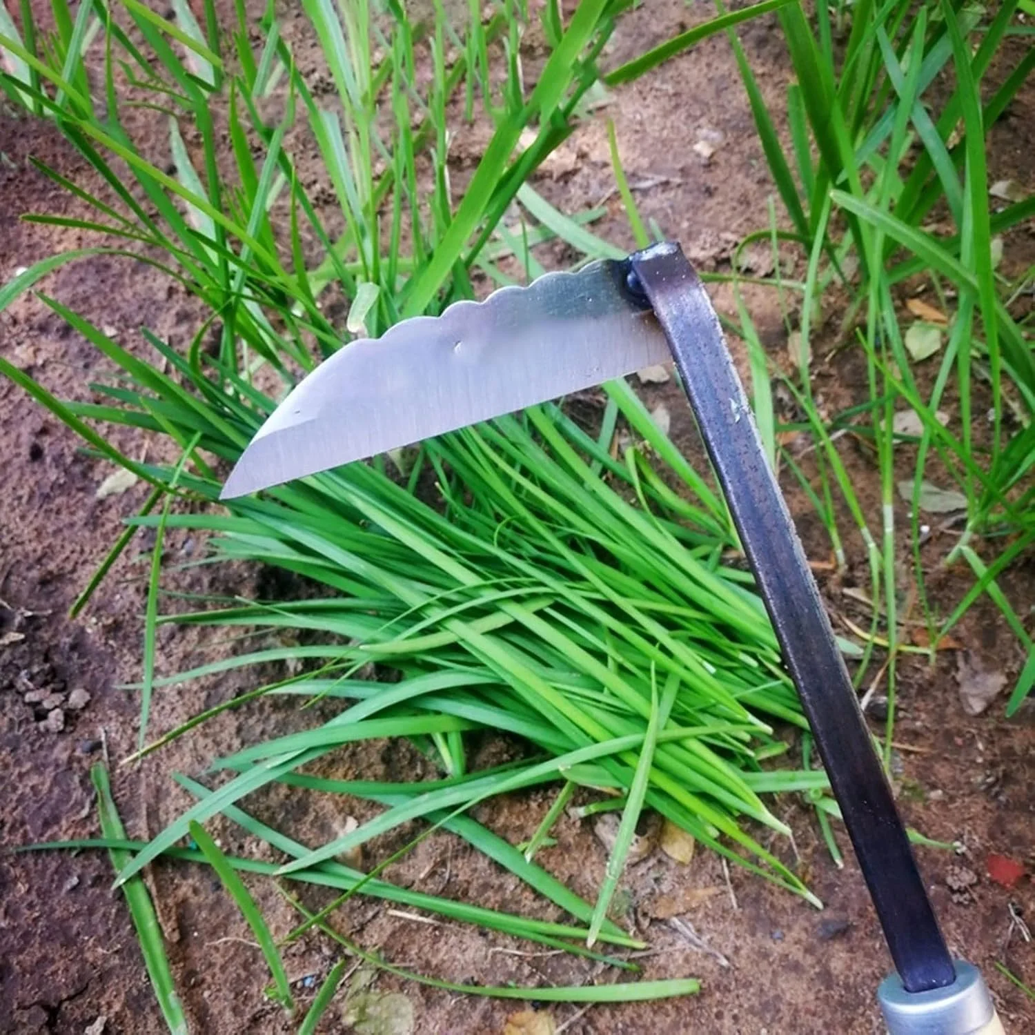 داس کوچک سوناکسو، فولاد منگنز، چاقوی تره، ابزار باغبانی و کشاورزی خانگی برای بریدن سبزیجات