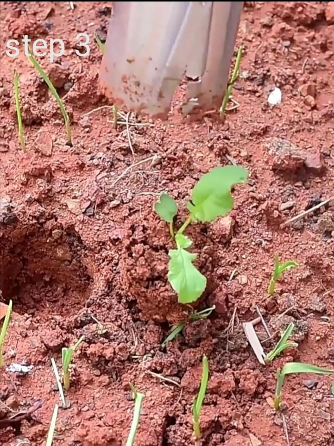 دستگاه کاشت نشاء استیل KAYNO، ابزار کشاورزی، پانچر، ابزار باغبانی، بیرون آورنده نشاء، دسته چوبی، پانچ سوراخ نوک تیز