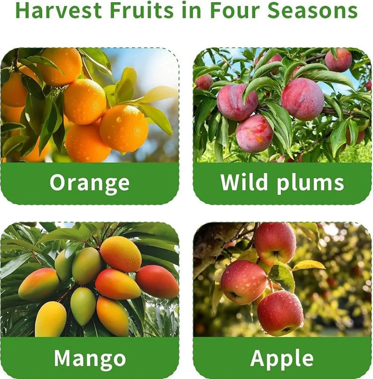 ابزار چیدن میوه از درخت، ابزار قابل تنظیم چیدن میوه از درخت | ابزار حرفه ای ارگونومیک برای چیدن و برداشت میوه در باغ، مزرعه، فضای باز و منزل ابزار چیدن میوه از درخت، ابزار قابل تنظیم چیدن میوه از درخت | ابزار حرفه ای ارگونومیک برای چیدن و برداشت میوه در باغ، مزرعه، فضای باز و منزل