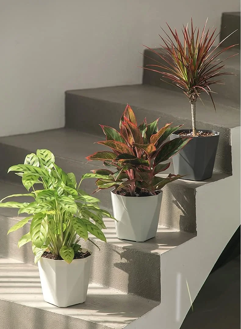 WEYSH 3 Pack 8.5 Inch Flower Pots, Plastic Plant Pots with Saucer Trays, Decorative Planters for Home, Garden and Office WEYSH 3 Pack 8.5 Inch Flower Pots, Plastic Plant Pots with Saucer Trays, Decorative Planters for Home, Garden and Office