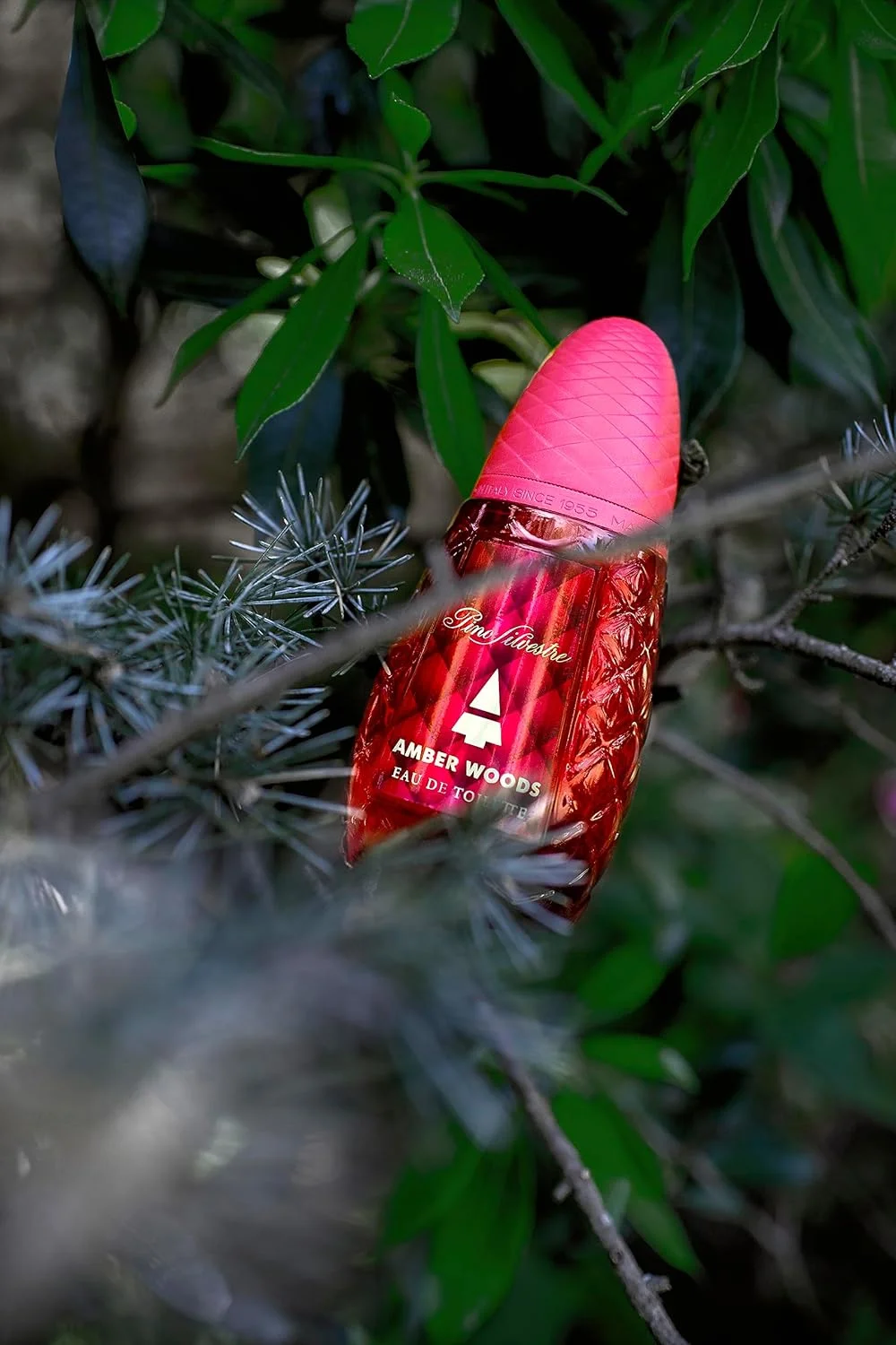 پینو سیلوستره امبر وودز پینو سیلوستره امبر وودز