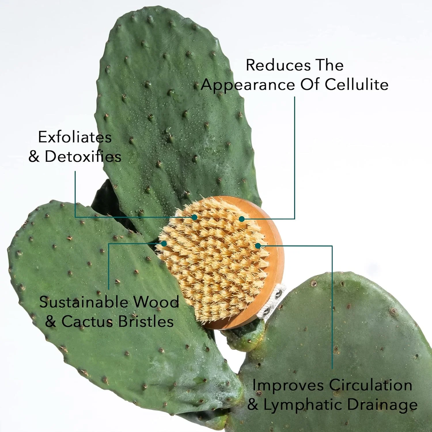 برس بدن لایه بردار طبیعی ممتاز Legology برای برس زدن خشک، سم زدایی پوست و کاهش سلولیت - برس بوم Lymph-Lite برای بدن