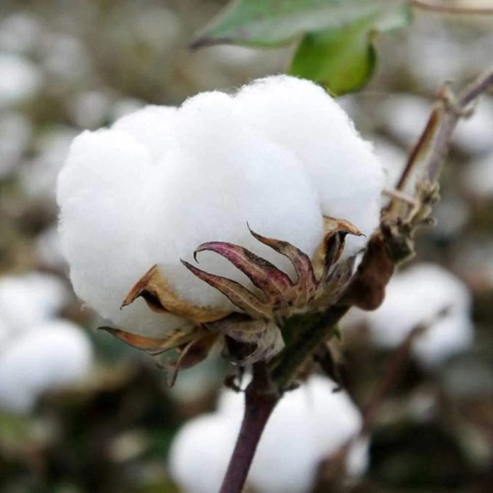 روتختی لحافی پنبه ای سایز کینگ، ست 3 تکه لحاف دوزی شده، کینگ: 230x250 سانتی متر + 50x70 سانتی متر، -کینگ: 230X250 سانتی متر + 50x70 سانتی متر