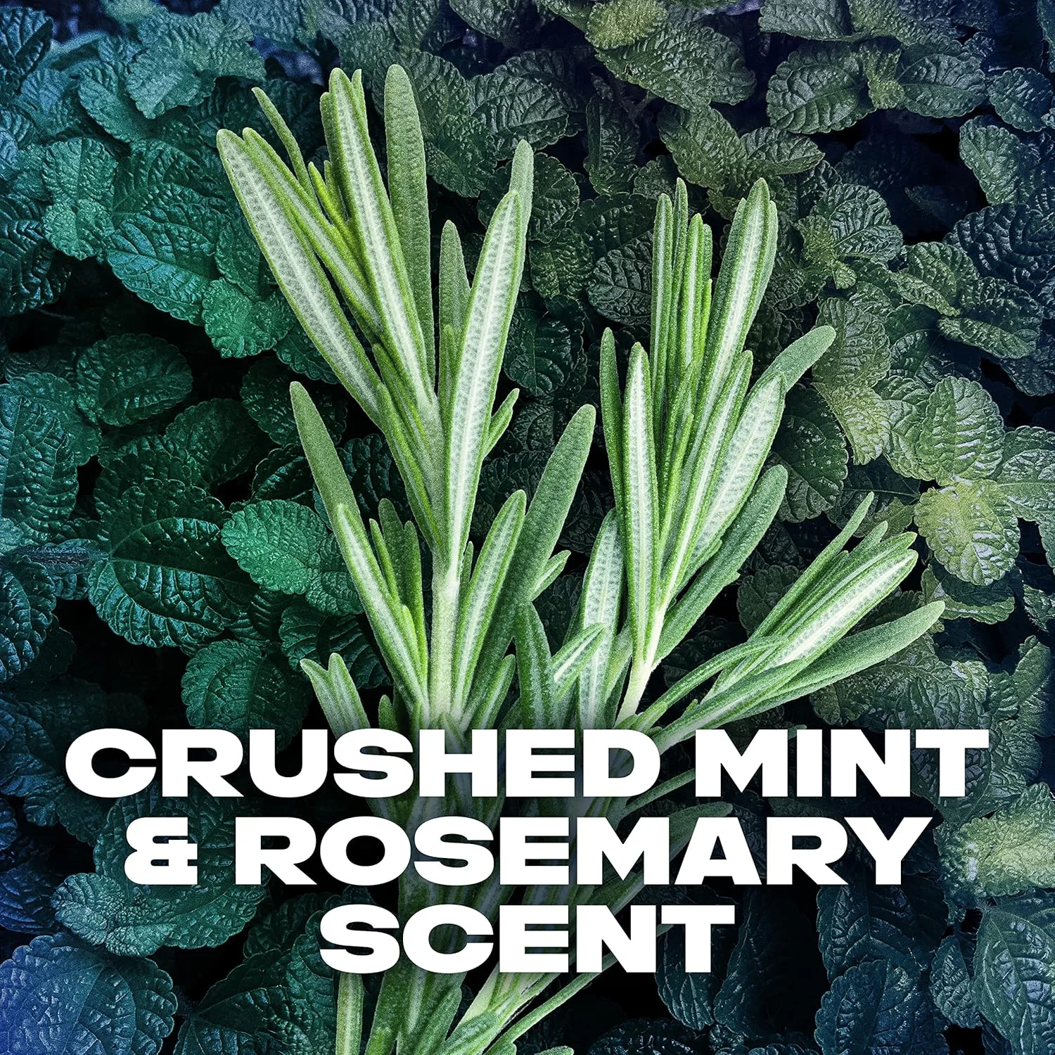 مام ضد تعریق مردانه AXE، محافظت 48 ساعته در برابر عرق و بو، رایحه Phoenix، حجم 76 گرم، 4 عدد مام ضد تعریق مردانه AXE، محافظت 48 ساعته در برابر عرق و بو، رایحه Phoenix، حجم 76 گرم، 4 عدد