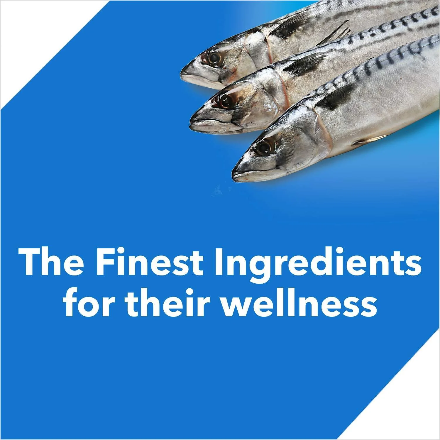 غذای خشک گربه بالغ درولز، ماهی اقیانوسی، 1.2 کیلوگرم | رژیم غذایی 100% مغذی با ماهی واقعی، کنترل گلوله مویی، تورین برای قلب و بینایی، امگا 3 و 6 برای پوست و موی سالم، پشتیبانی از هضم و ایمنی