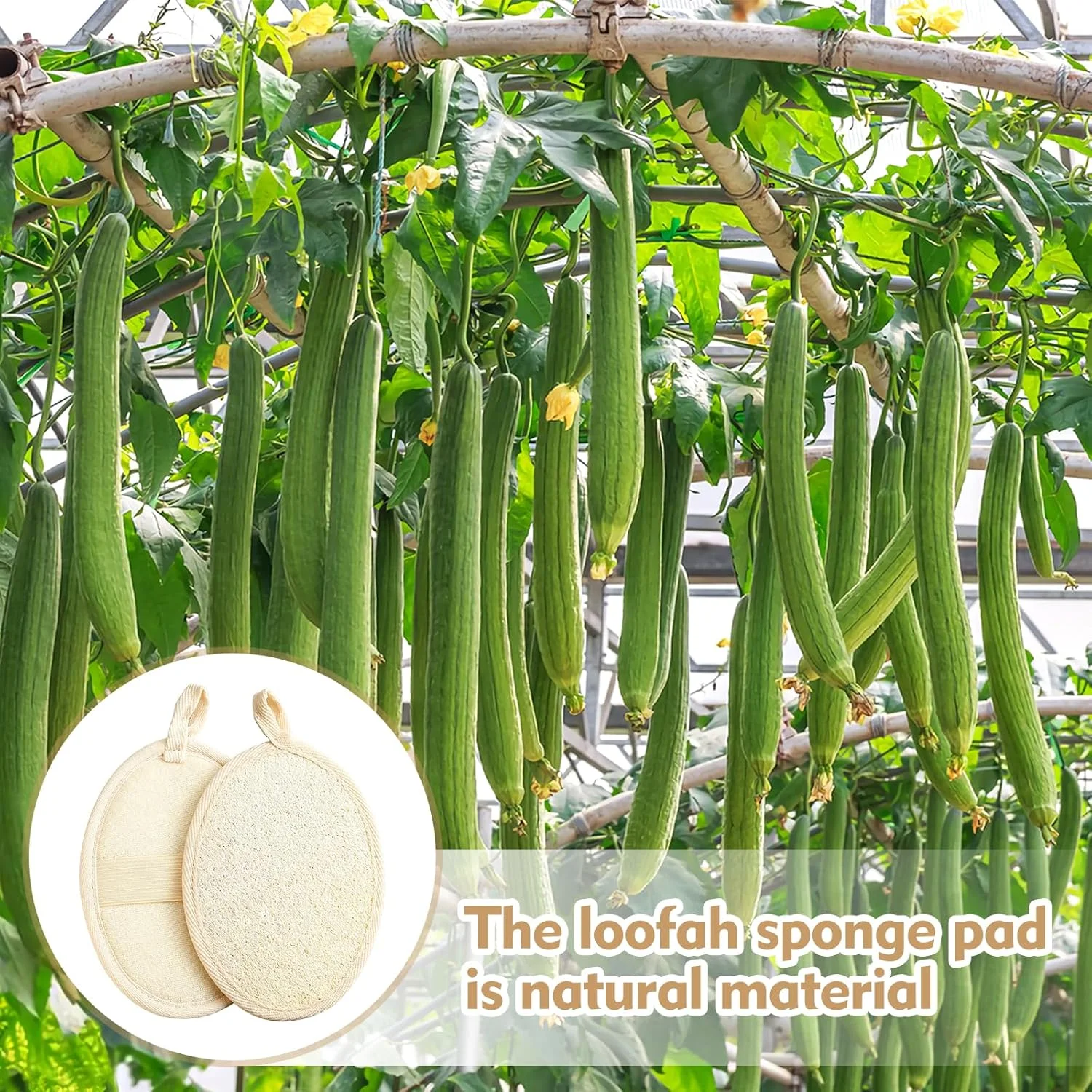 دو عدد اسفنج لوفا طبیعی، اسکراب لایه بردار بدن، اسفنج لوفا برای پاکسازی عمیق و از بین بردن آلودگی، مناسب برای آقایان و بانوان