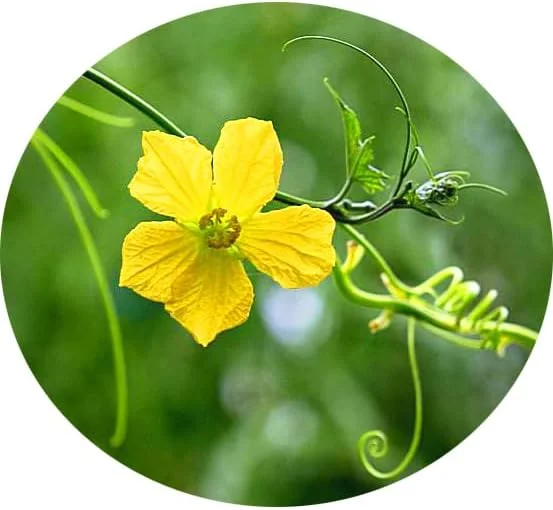 پد لوفا طبیعی لایه بردار صورت، بسته 18 عددی - پد اسکراب صورت و بدن - مناسب حمام، دوش و اسپا - اسکراب لوفا - لوفا اسکرابر عمده - پاک کننده پوست برای زنان و مردان