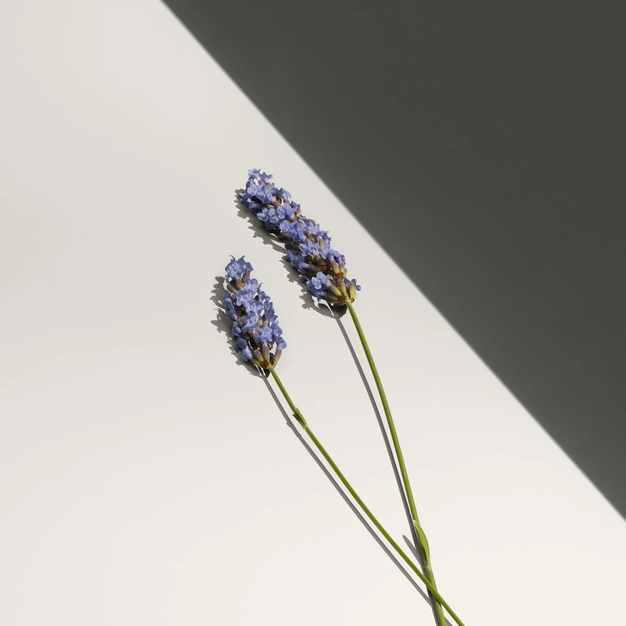 استیک دئودورانت مردانه کالوین کلین Defy، ۷۵ گرم استیک دئودورانت مردانه کالوین کلین Defy، ۷۵ گرم
