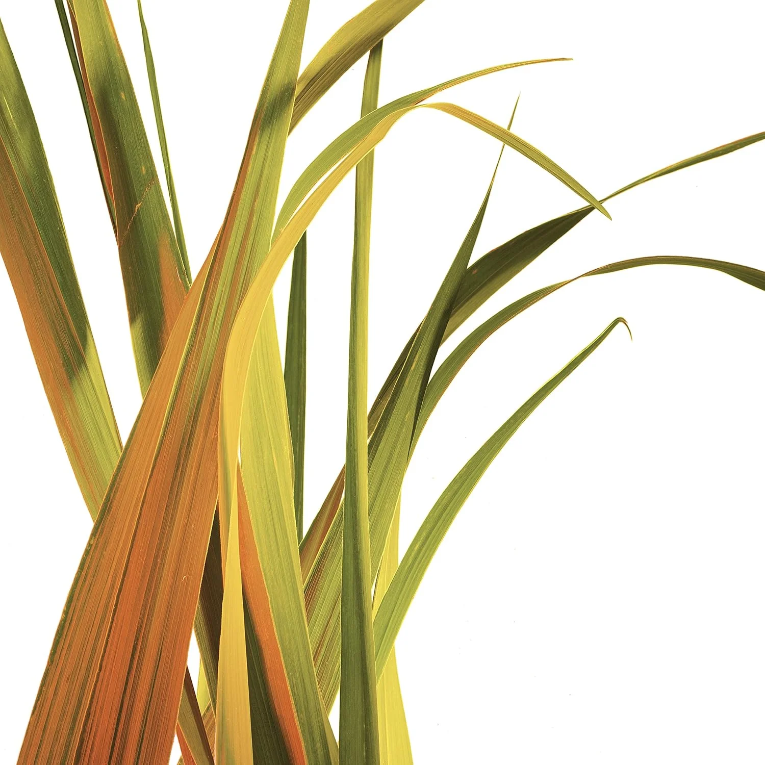 استیک دئودورانت داو Care by Plants برای محافظت طولانی مدت، دئودورانت فاقد آلومینیوم با رایحه علف لیمو، 73 گرم، 3 عدد استیک دئودورانت داو Care by Plants برای محافظت طولانی مدت، دئودورانت فاقد آلومینیوم با رایحه علف لیمو، 73 گرم، 3 عدد