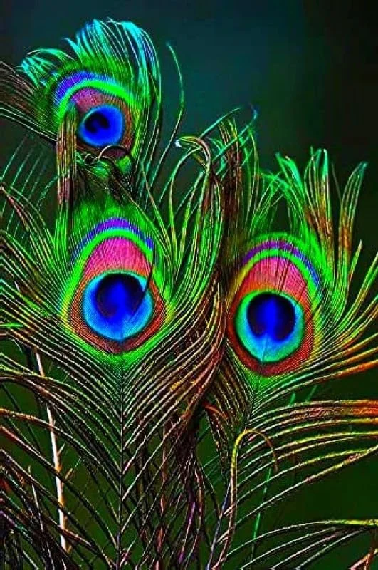 8 عدد دم پر طاووس، مور پانک، مایور پالک اصلی_bc 8 عدد دم پر طاووس، مور پانک، مایور پالک اصلی_bc