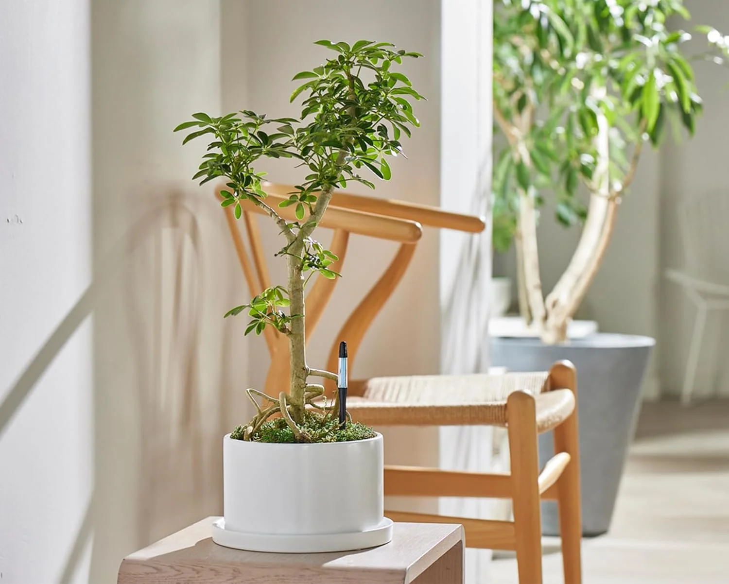 رطوبت سنج خاک SUS tee Aquameter - سایز متوسط - مشکی - بسته 5 عددی - رطوبت سنج دائمی خاک برای گیاهان گلدانی - سنسور تشخیص آب گیاه - قابل شارژ