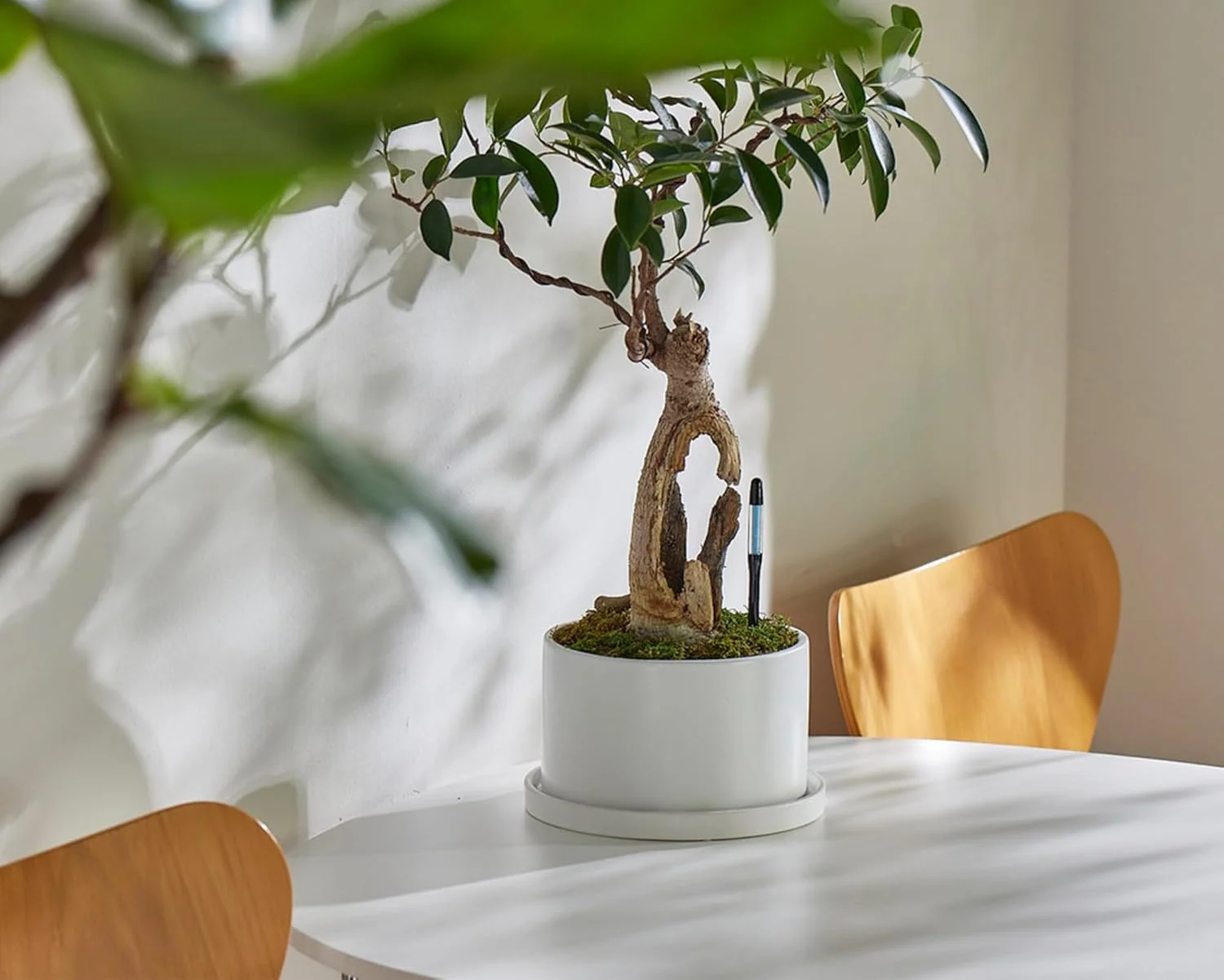 رطوبت سنج خاک SUS tee Aquameter - سایز متوسط - مشکی - بسته 5 عددی - رطوبت سنج دائمی خاک برای گیاهان گلدانی - سنسور تشخیص آب گیاه - قابل شارژ