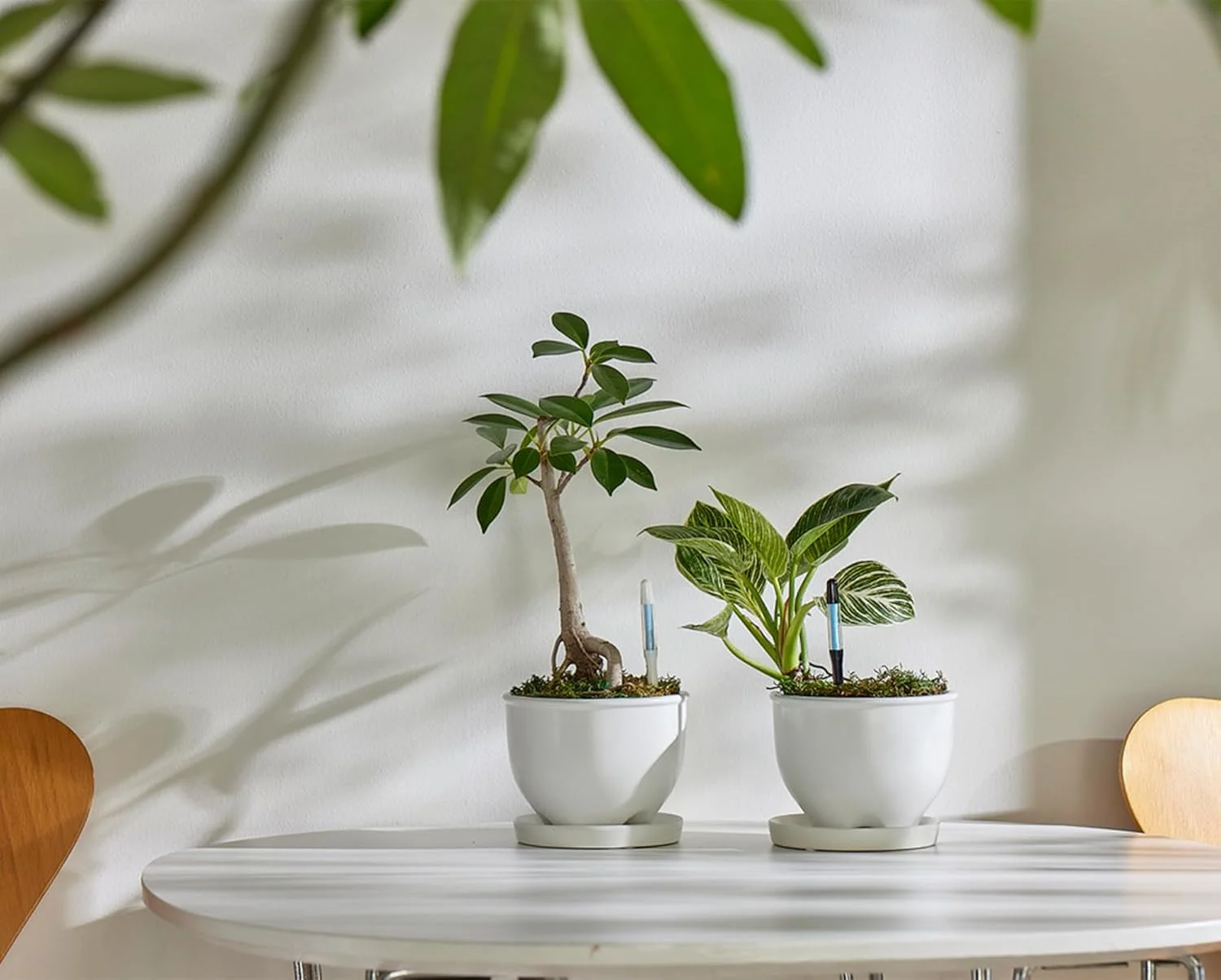 رطوبت سنج خاک SUS tee Aquameter - سایز متوسط - مشکی - بسته 5 عددی - رطوبت سنج دائمی خاک برای گیاهان گلدانی - سنسور تشخیص آب گیاه - قابل شارژ