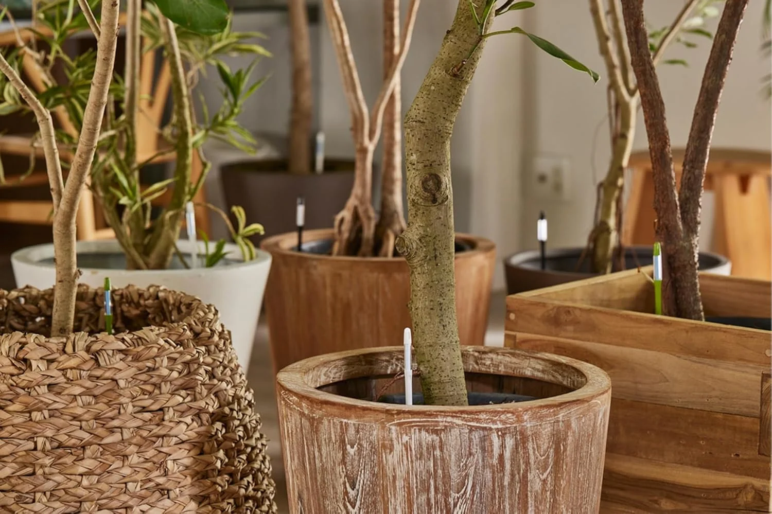 رطوبت سنج خاک SUS tee Aquameter - سایز متوسط - مشکی - بسته 5 عددی - رطوبت سنج دائمی خاک برای گیاهان گلدانی - سنسور تشخیص آب گیاه - قابل شارژ