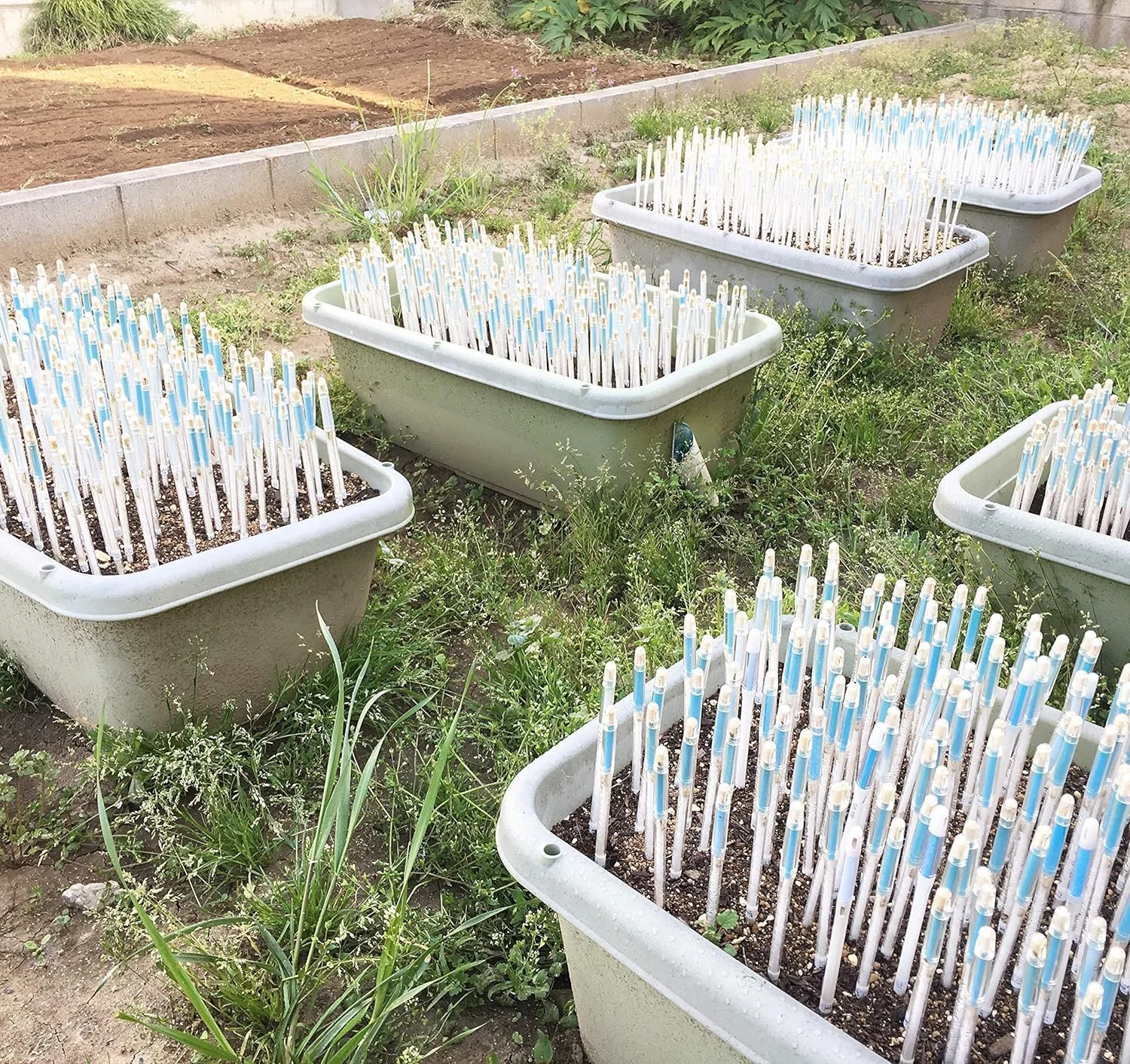 رطوبت سنج خاک SUS tee Aquameter - سایز متوسط - مشکی - بسته 5 عددی - رطوبت سنج دائمی خاک برای گیاهان گلدانی - سنسور تشخیص آب گیاه - قابل شارژ