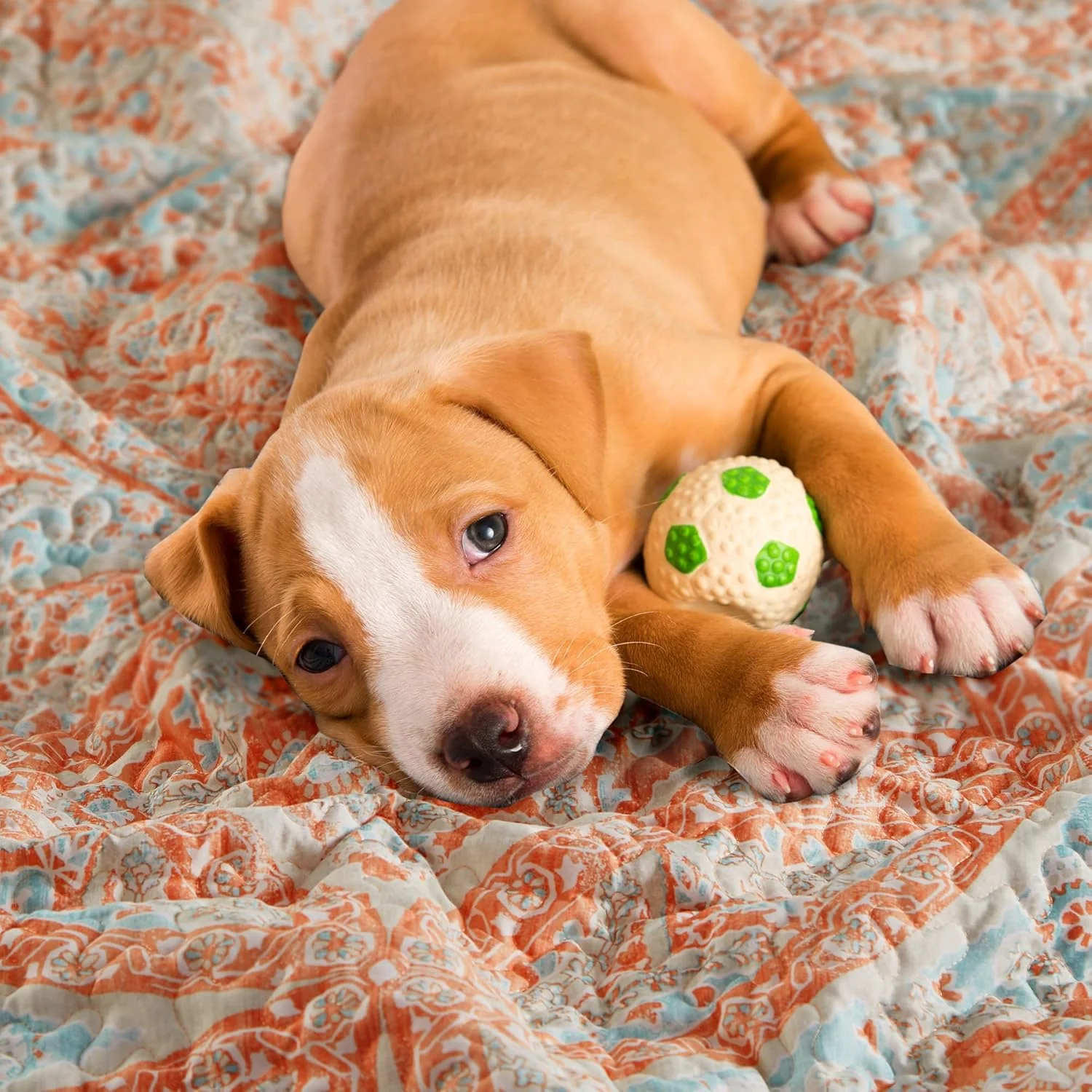 ست لحاف دو رو Comfort Spaces - طراحی دوخت ورمیشلی مناسب تمام فصول، سبک وزن، رو تختی، به همراه روبالشتی، سایز یک نفره/یک نفره بزرگ (66 در 90 اینچ، طرح گلوریا داماسک مرجانی 2 تکه)