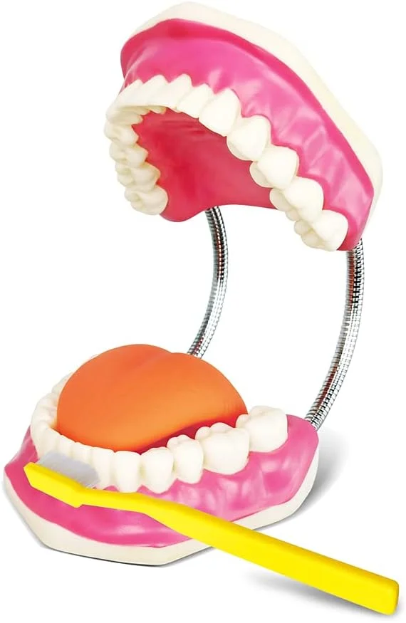 مدل مراقبت از دندان Evotech به همراه مسواک غول پیکر، مدل آموزشی مراقبت از دندان کودکان، ابزار آموزشی گفتار درمانی، مدل دندان نمایشی استاندارد بزرگسالان مدل مراقبت از دندان Evotech به همراه مسواک غول پیکر، مدل آموزشی مراقبت از دندان کودکان، ابزار آموزشی گفتار درمانی، مدل دندان نمایشی استاندارد بزرگسالان