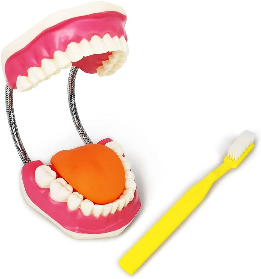 مدل مراقبت از دندان Evotech به همراه مسواک غول پیکر، مدل آموزشی مراقبت از دندان کودکان، ابزار آموزشی گفتار درمانی، مدل دندان نمایشی استاندارد بزرگسالان