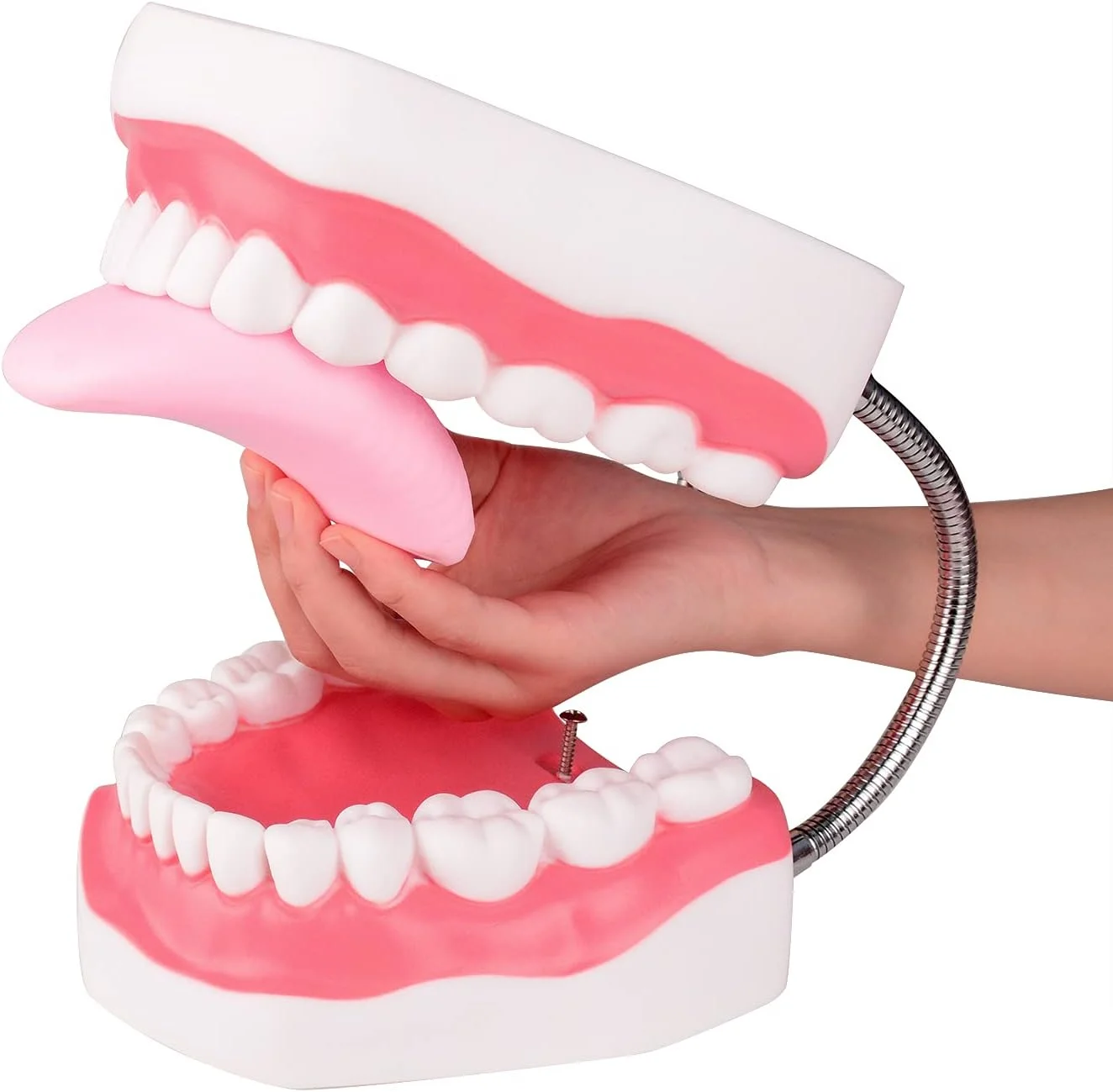 مدل دندان مگنوم Ultrassist، 6 برابر اندازه استاندارد بزرگ شده، برای آموزش دندانپزشکی و گفتاردرمانی؛ شامل مسواک و لوازم آموزش دندانپزشکی مدل دندان مگنوم Ultrassist، 6 برابر اندازه استاندارد بزرگ شده، برای آموزش دندانپزشکی و گفتاردرمانی؛ شامل مسواک و لوازم آموزش دندانپزشکی