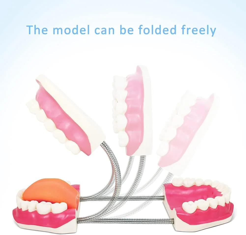 مدل مراقبت از دندان Evotech به همراه مسواک غول پیکر، مدل آموزشی مراقبت از دندان کودکان، ابزار آموزشی گفتار درمانی، مدل دندان نمایشی استاندارد بزرگسالان