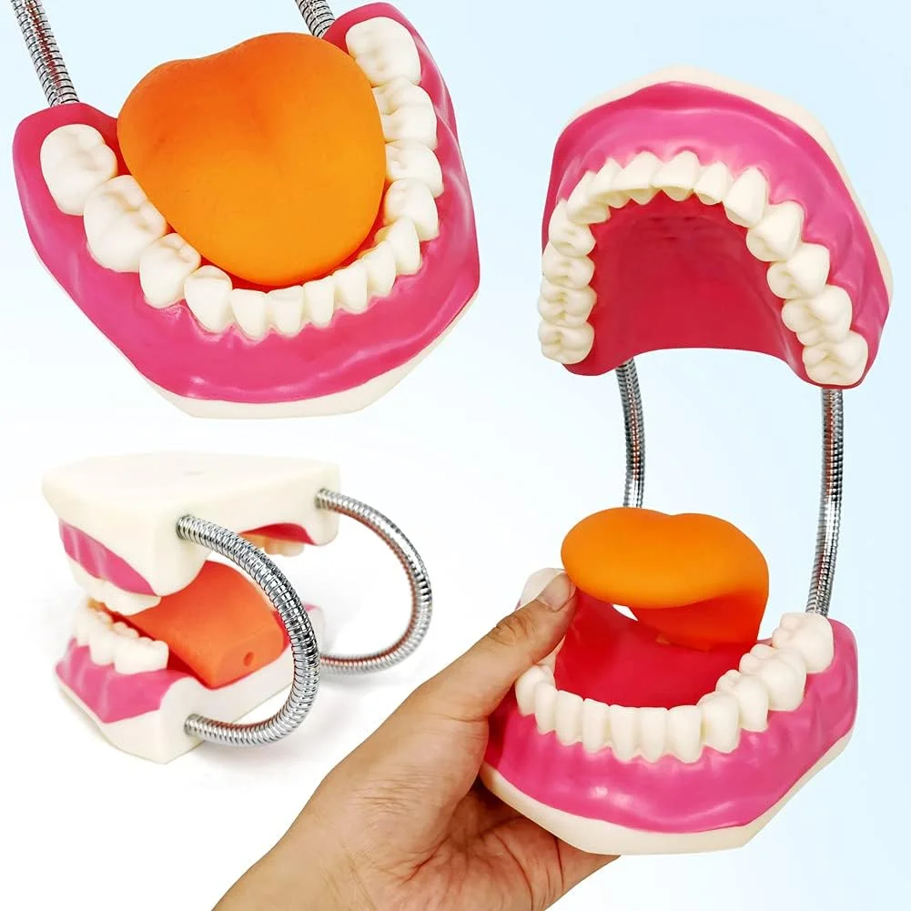 مدل مراقبت از دندان Evotech به همراه مسواک غول پیکر، مدل آموزشی مراقبت از دندان کودکان، ابزار آموزشی گفتار درمانی، مدل دندان نمایشی استاندارد بزرگسالان