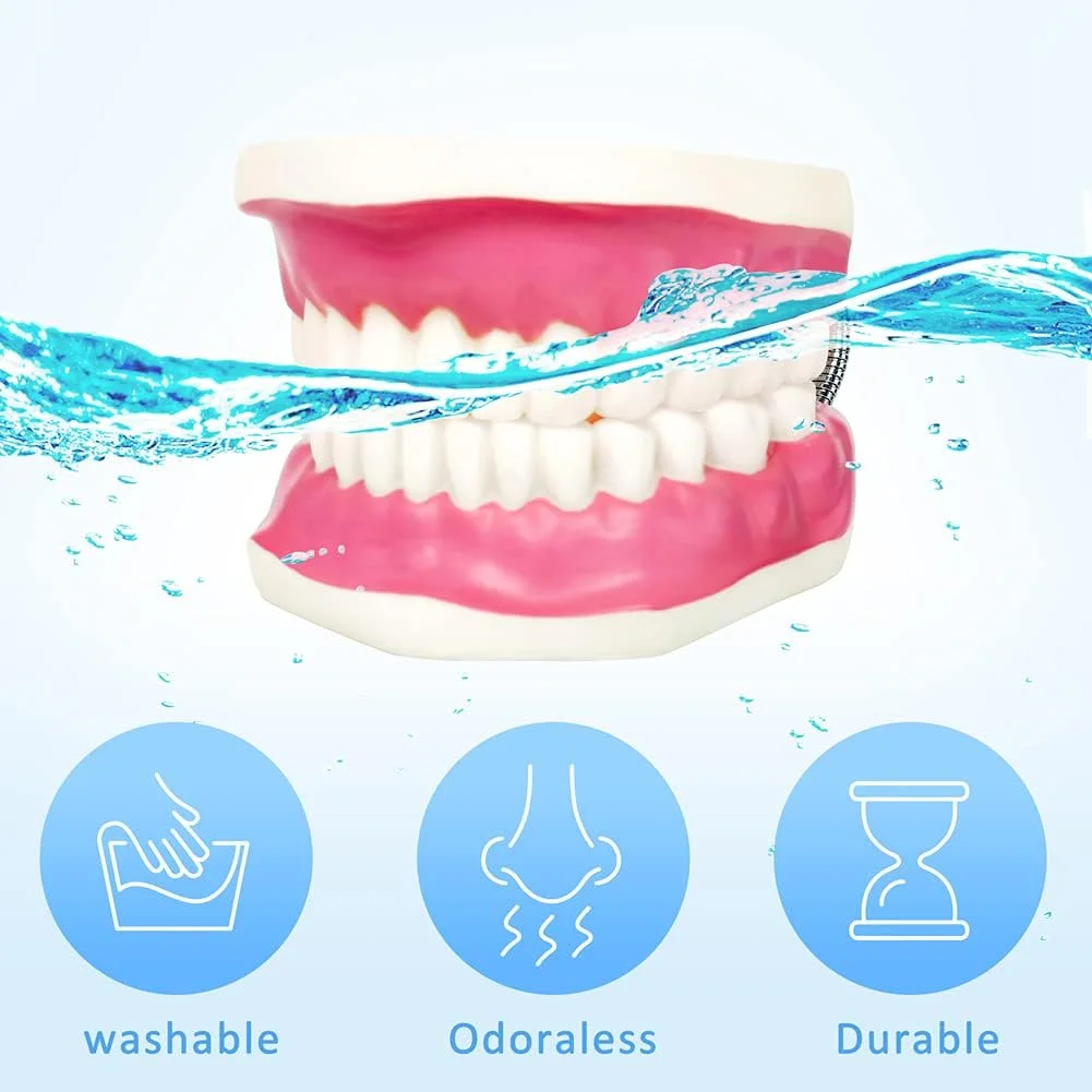 مدل مراقبت از دندان Evotech به همراه مسواک غول پیکر، مدل آموزشی مراقبت از دندان کودکان، ابزار آموزشی گفتار درمانی، مدل دندان نمایشی استاندارد بزرگسالان