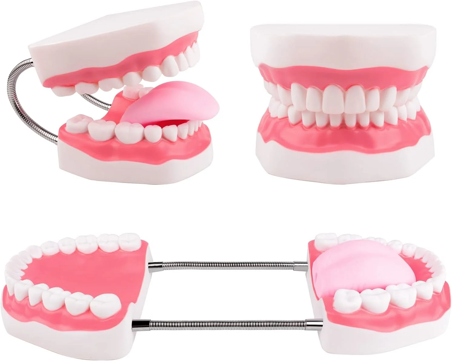 مدل دندان مگنوم Ultrassist، 6 برابر اندازه استاندارد بزرگ شده، برای آموزش دندانپزشکی و گفتاردرمانی؛ شامل مسواک و لوازم آموزش دندانپزشکی مدل دندان مگنوم Ultrassist، 6 برابر اندازه استاندارد بزرگ شده، برای آموزش دندانپزشکی و گفتاردرمانی؛ شامل مسواک و لوازم آموزش دندانپزشکی