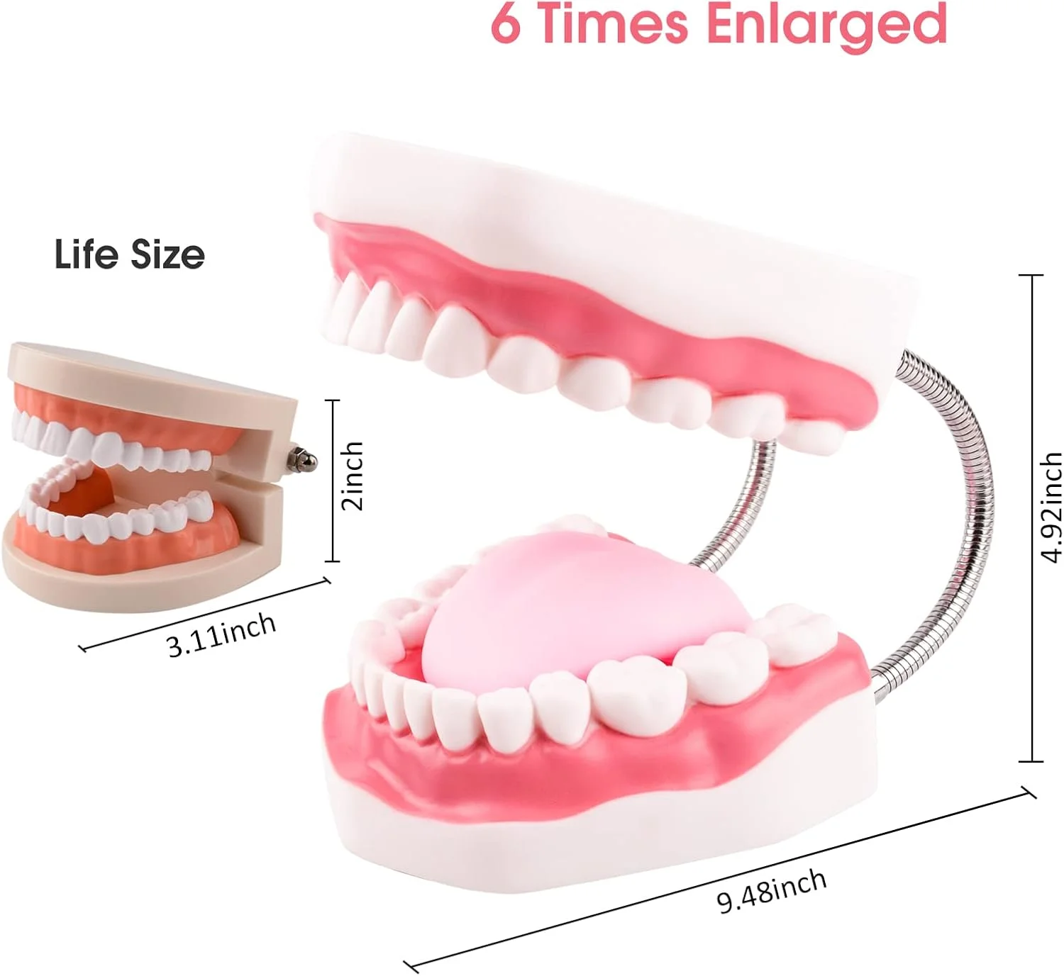 مدل دندان مگنوم Ultrassist، 6 برابر اندازه استاندارد بزرگ شده، برای آموزش دندانپزشکی و گفتاردرمانی؛ شامل مسواک و لوازم آموزش دندانپزشکی مدل دندان مگنوم Ultrassist، 6 برابر اندازه استاندارد بزرگ شده، برای آموزش دندانپزشکی و گفتاردرمانی؛ شامل مسواک و لوازم آموزش دندانپزشکی