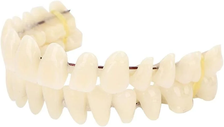 دندان مصنوعی رزینی SYOSI، مدل آموزشی دندانپزشکی، مدل دندانپزشکی از جنس مواد دندانی، دندان مصنوعی رزینی برای بیماران دارای نقص حفره دهانی، مدل دندان مصنوعی لوازم دندانپزشکی، 1 ست دندان بالا/پایین دندان مصنوعی رزینی SYOSI، مدل آموزشی دندانپزشکی، مدل دندانپزشکی از جنس مواد دندانی، دندان مصنوعی رزینی برای بیماران دارای نقص حفره دهانی، مدل دندان مصنوعی لوازم دندانپزشکی، 1 ست دندان بالا/پایین