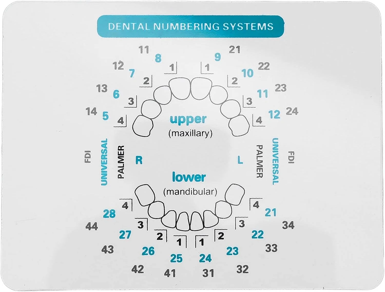 قالب رزین کامپوزیت دندان 32 عددی، مجموعه قالب ونیر رزینی دندان های جلو و عقب، قالب کامپوزیت ونیر دندان برای لایت کیور ونیرهای دندانی