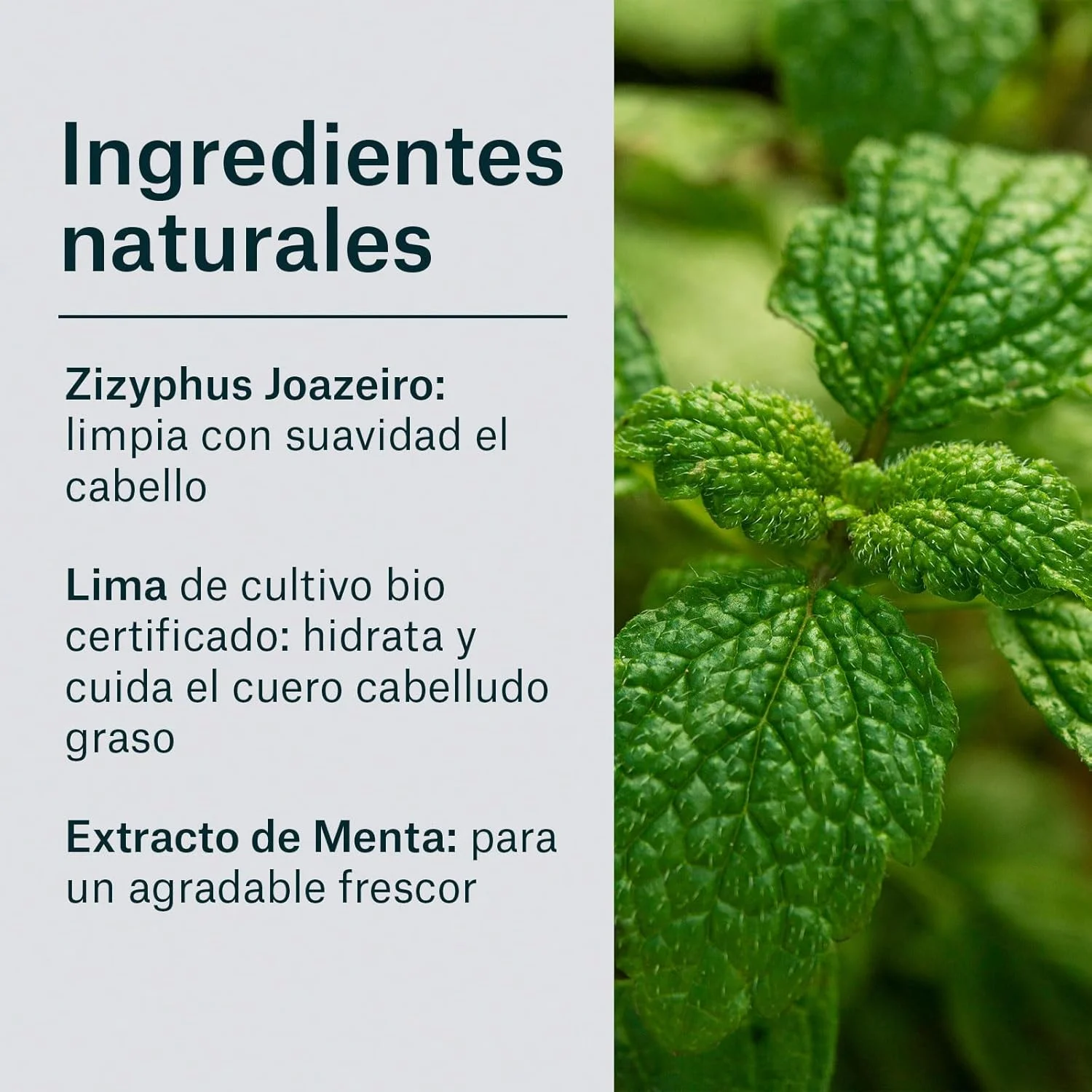 شامپو ضد شوره موهای چرب ناتور ویتال - 300 میلی لیتر