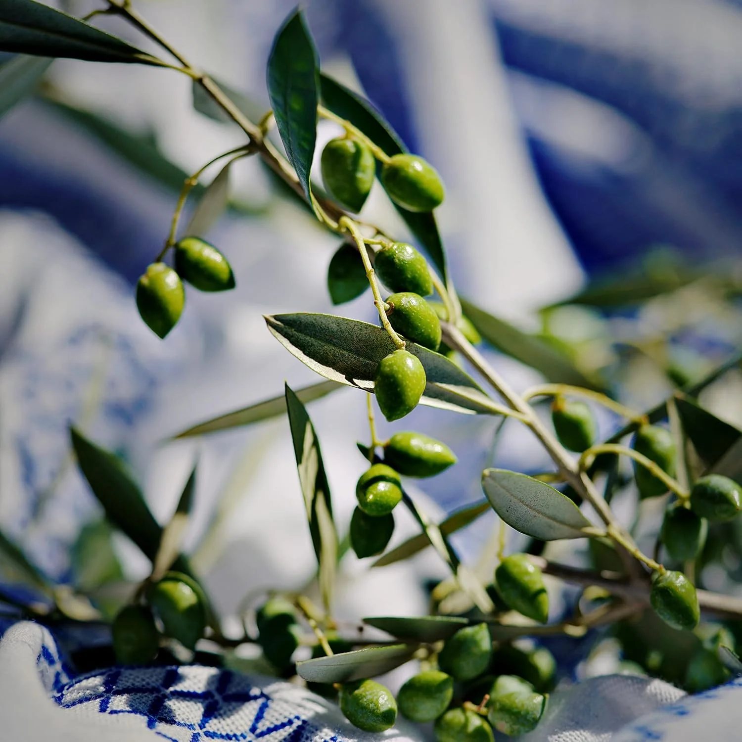 شامپو مغذی زیتون خالص یونانی کوررس، 250 میلی لیتر