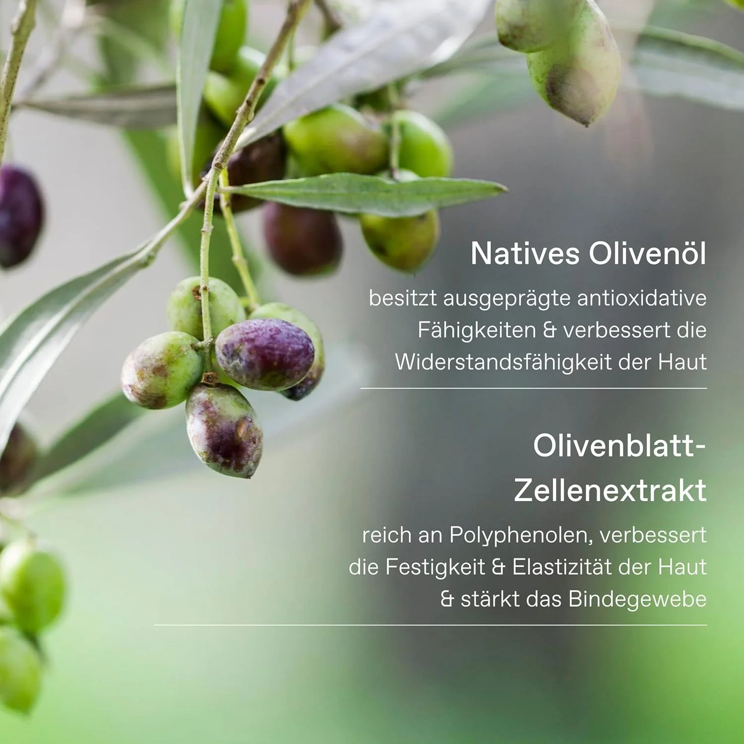 شامپو مغذی زیتون خالص یونانی کوررس، 250 میلی لیتر