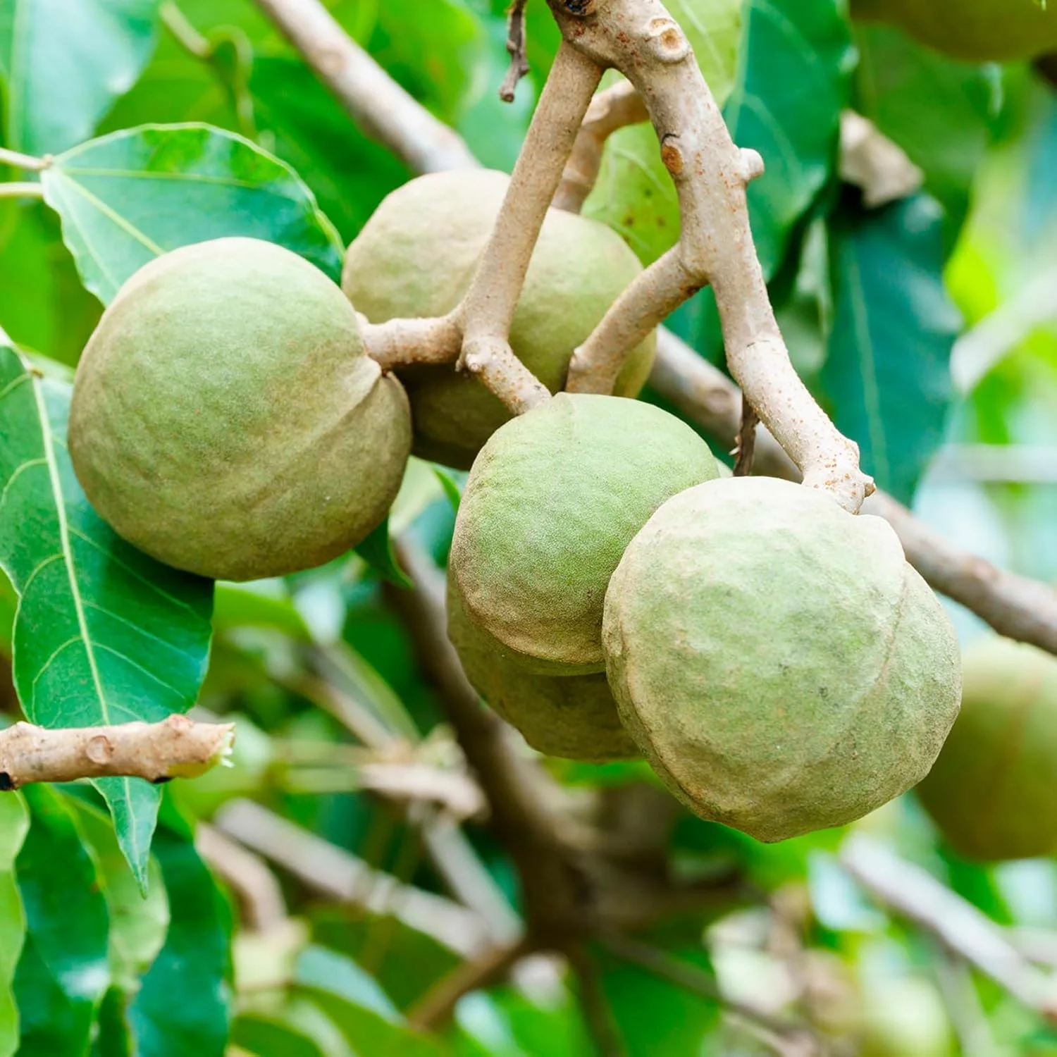 شامپو آبرسان و ضد وز مو او جی ایکس حاوی روغن کوکویی، 385 میلی لیتر