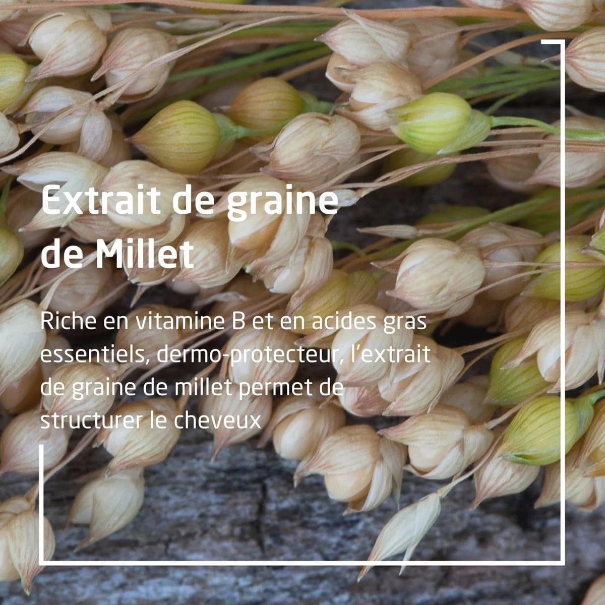 شامپو مغذی ارزن Weleda 190 میلی لیتر شامپو مغذی ارزن Weleda 190 میلی لیتر