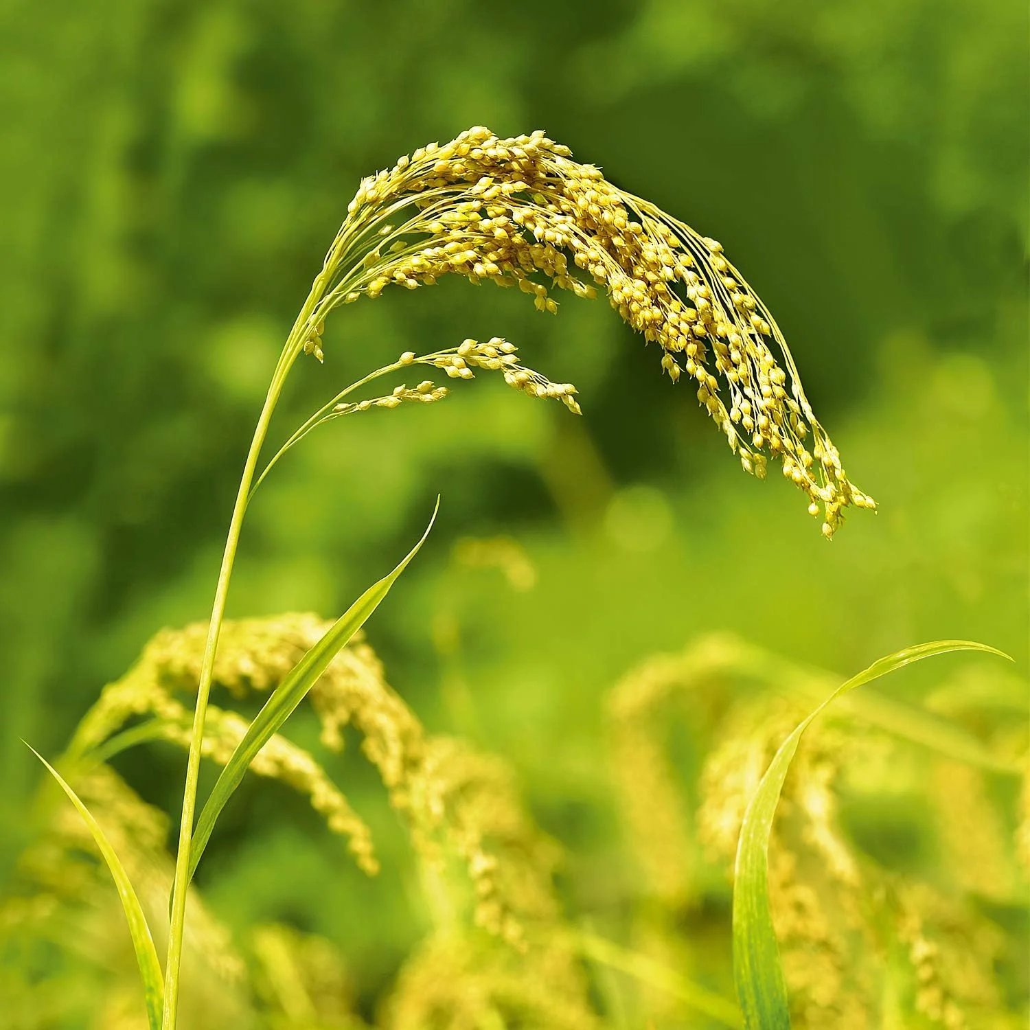 شامپو مغذی ارزن Weleda 190 میلی لیتر شامپو مغذی ارزن Weleda 190 میلی لیتر