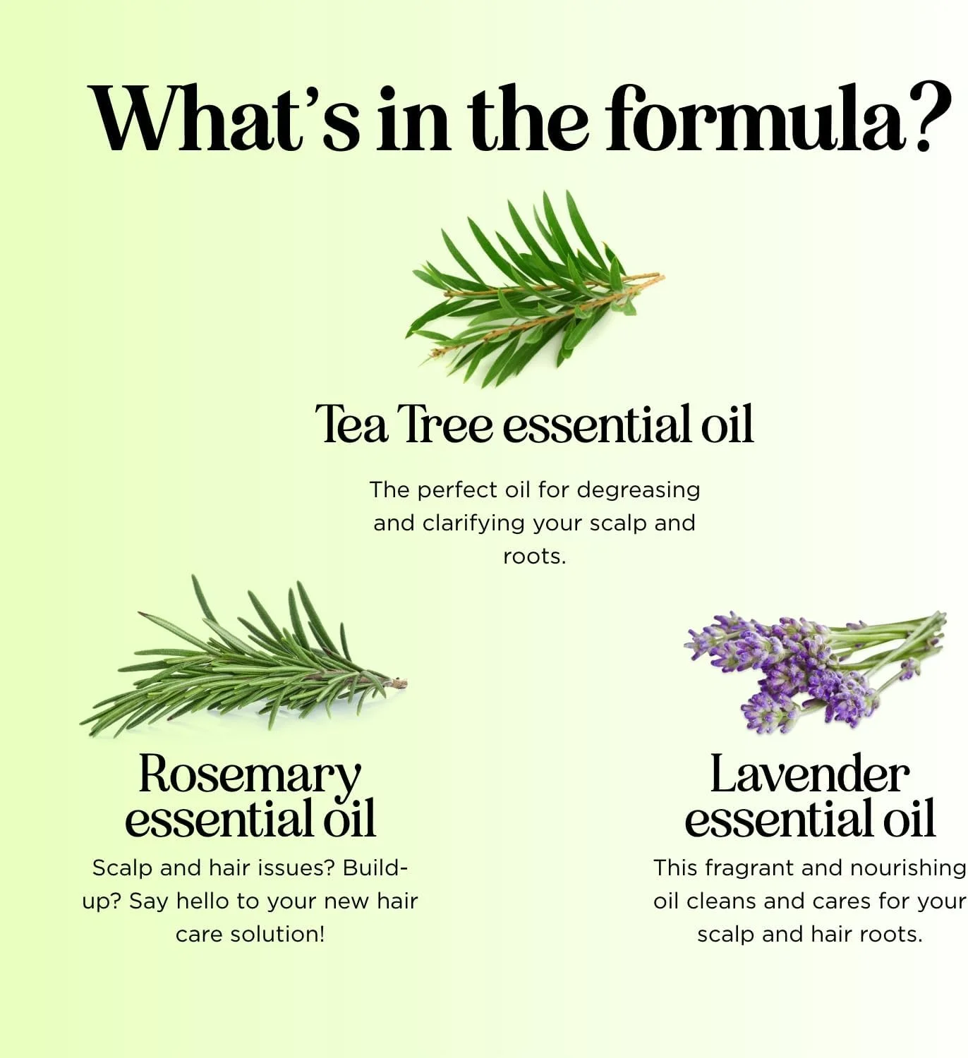 شامپو روغن درخت چای خالص - شامپو ضد شوره روغن ضروری طبیعی برای پوست سر خشک، خارش دار و پوسته پوسته - ضد قارچ و ضد باکتری - پاک کننده آبرسان بدون سولفات - جلوگیری از شپش سر و نازک شدن مو