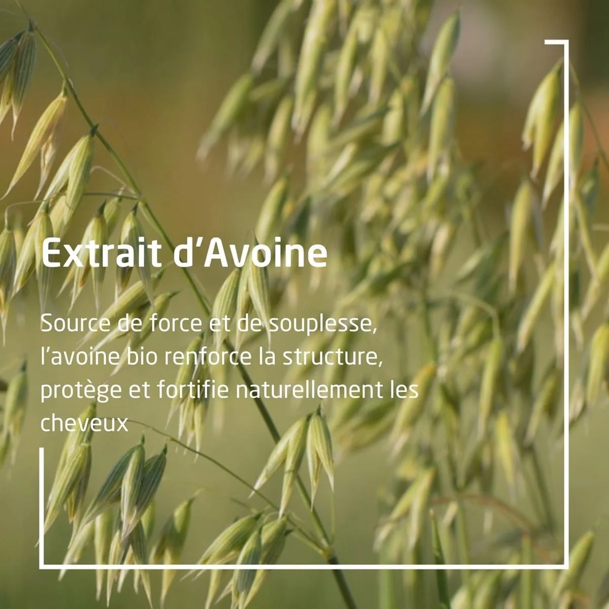 شامپو جو دوسر مغذی Weleda 190 میلی لیتر