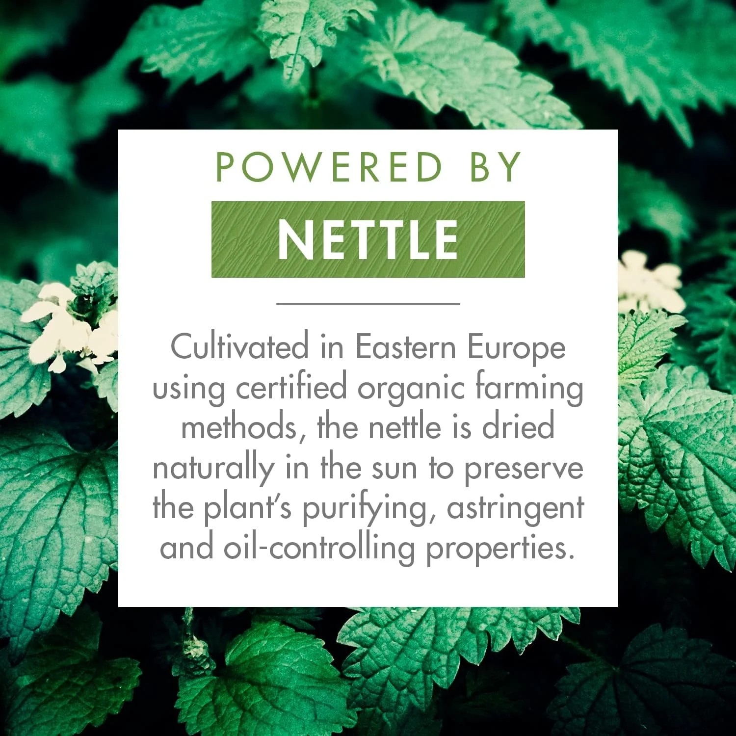 شامپو خشک کلوران مخصوص موهای چرب حاوی عصاره گزنه، 94 میلی لیتر