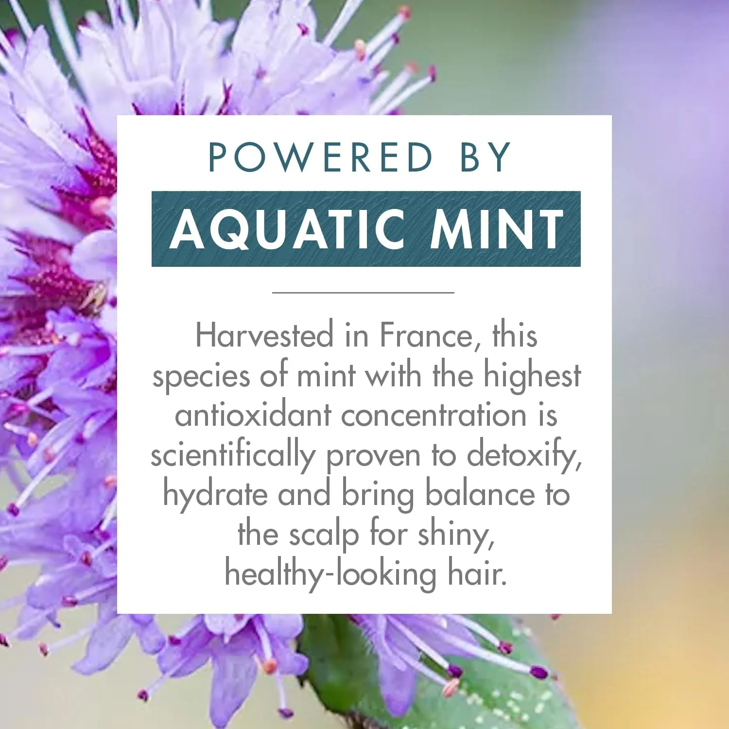 شامپو سم زدای مو کلوران با نعناع آبی برای موهای کدر و در معرض آلودگی، 400 میلی لیتر