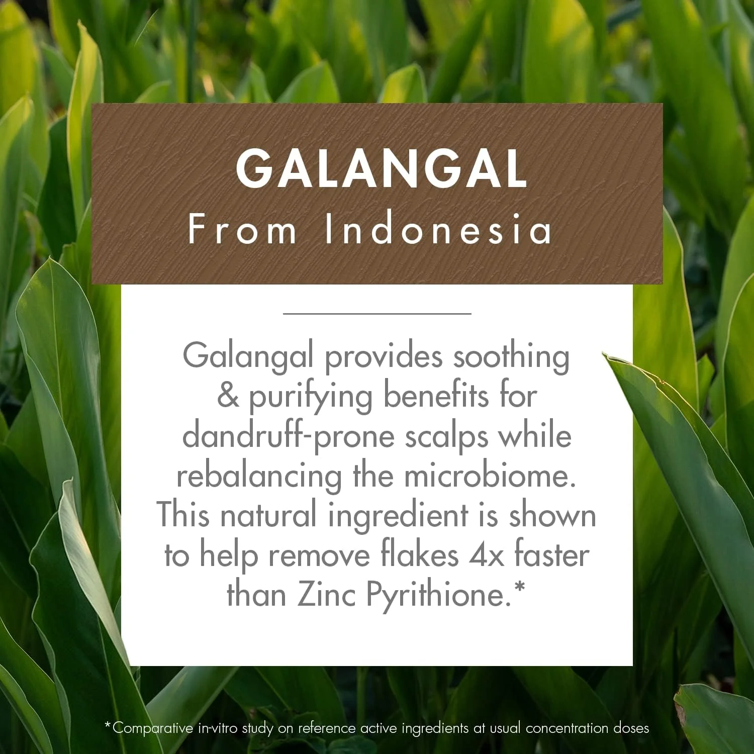 شامپو ضد شوره متعادل کننده کلوران با گالنگال ۴۰۰ میلی لیتر