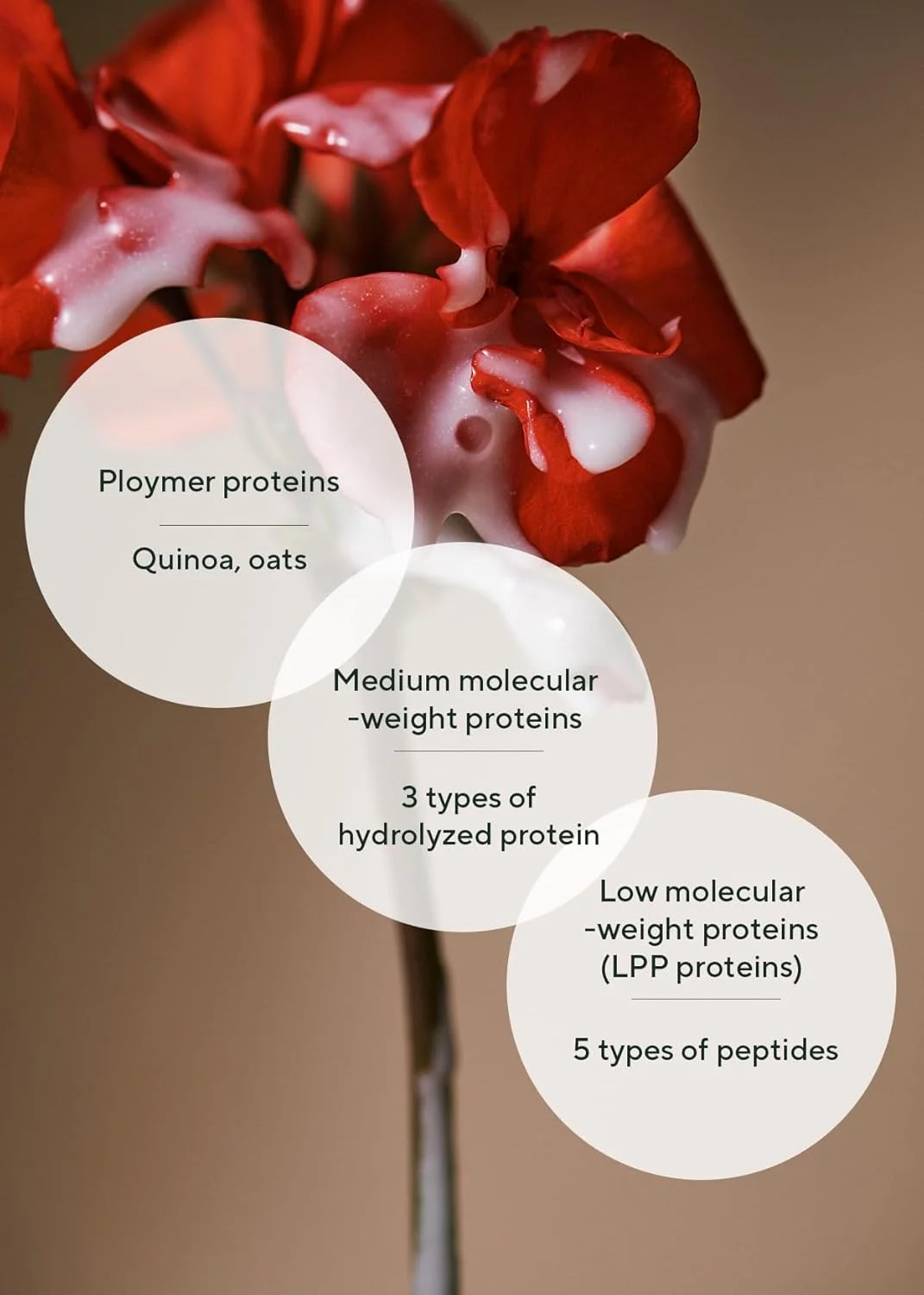 آمپول پروتئین مو کینوا آروماتیکا 100 میلی لیتر - سرم پروتئین مو وگان برای موهای ابریشمی | تغذیه کننده موهای خشک و آسیب دیده | فاقد سیلیکون